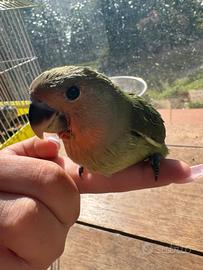 Inseparabile allevato a mano