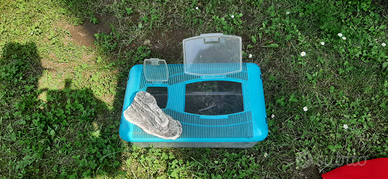 Vaschetta x tartarughe