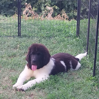 Cuccioli Terranova bianco e neri