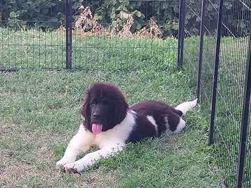 Cuccioli Terranova bianco e neri