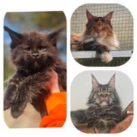 Cuccioli di maine coon