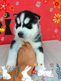 Siberian husky pedigree Enci