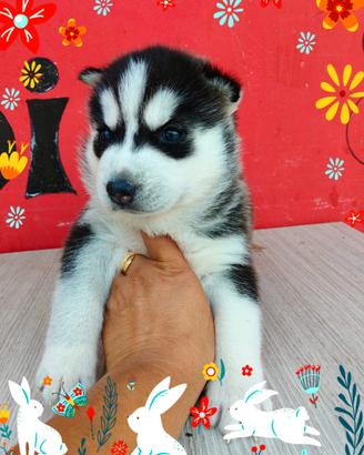 Siberian husky pedigree Enci