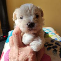 Maltipoo cuccioli