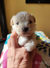 Maltipoo cuccioli