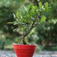 Bonsai Melograno
