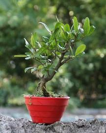 Bonsai Melograno
