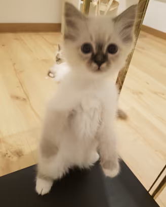 Cuccioli Sacro di Birmania