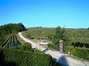 azienda-vitivinicola-san-gimignano