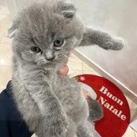 Cuccioli di gatto Scottish Fold