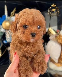 Esclusivi Barboncini Toy Red