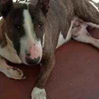 Bull Terrier Tigrato con Pedigree