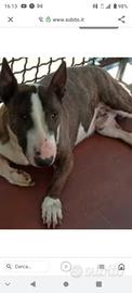 Bull Terrier Tigrato con Pedigree
