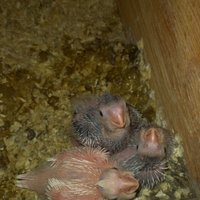 Disponibili pulli di calopsite da imbecco