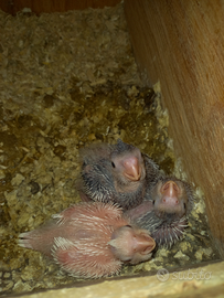 Disponibili pulli di calopsite da imbecco