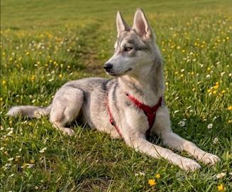 Husky