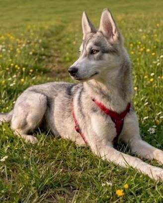 Husky