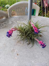 pianta di tillandsia