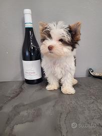 yorkshire biewer/ biro terrier