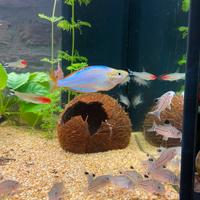 Pesci Corydoras, Cardinali, Neon , Palmeri , Guppy