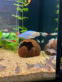 Pesci Corydoras, Cardinali, Neon , Palmeri , Guppy