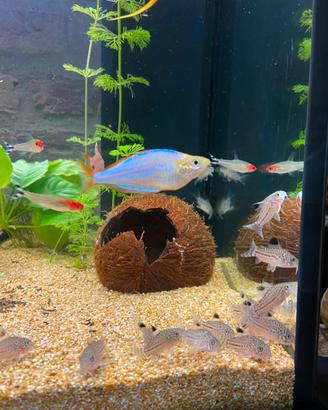 Pesci Corydoras, Cardinali, Neon , Palmeri , Guppy