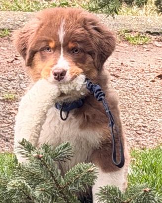 Cuccioloni Australian shepherd pastore australiano