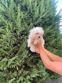 Maltese toy