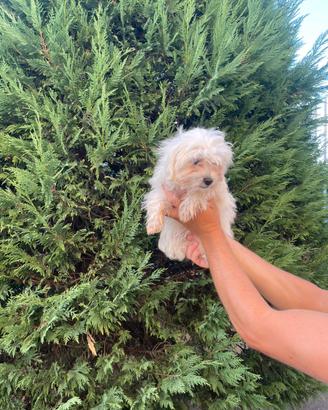 Maltese toy
