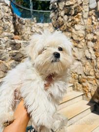 Maltese pedigree taglia piccola