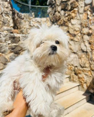 Maltese pedigree taglia piccola