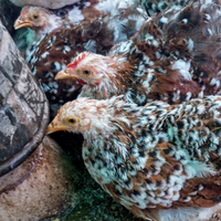 Gallina conciccina nana mille fiori