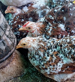 Gallina conciccina nana mille fiori