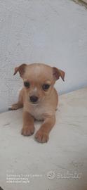 Cucciolo Chihuahua 
