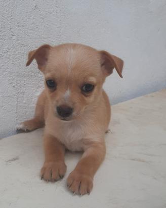 Cucciolo Chihuahua 