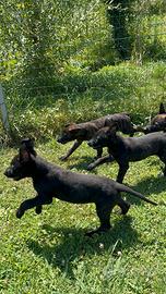 Cuccioli di pastore olandese