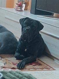 Cane corso per monta