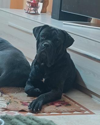 Cane corso per monta
