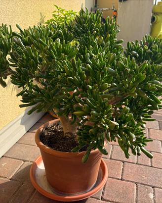 Pianta Crassula ovata Gollum