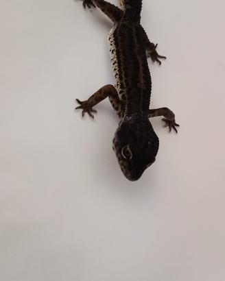 Gechi leopardini