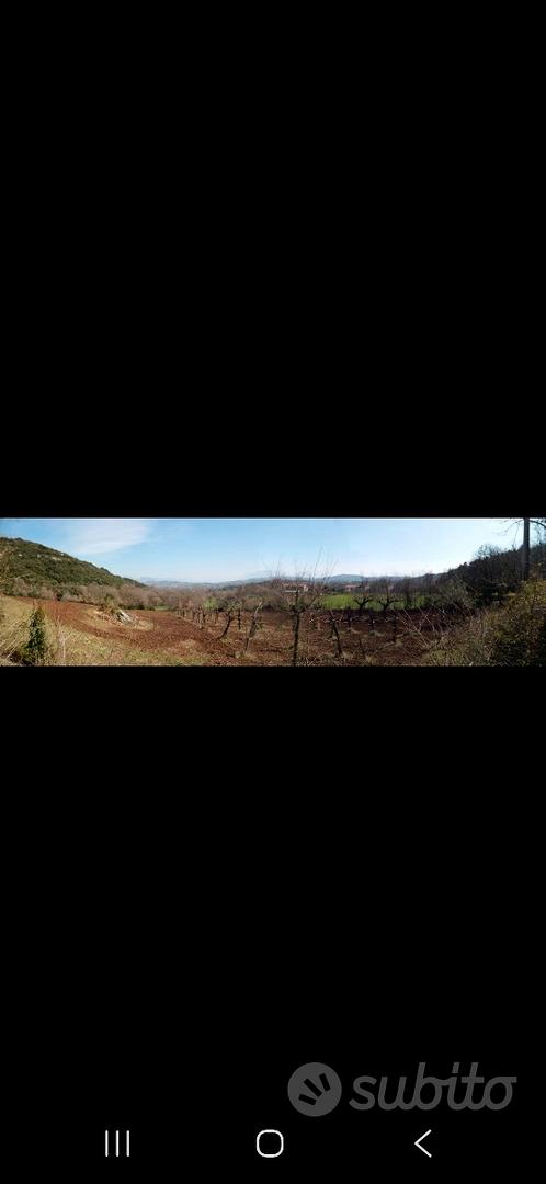 Terreno di 19000 mq con uliveto e vigneti - Altro
