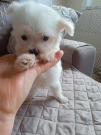Cuccioli maltese taglia piccolissima