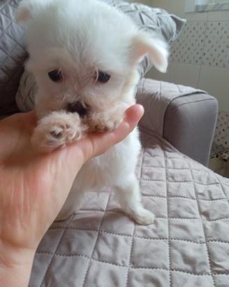 Cuccioli maltese taglia piccolissima