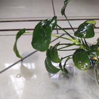 anubias nana