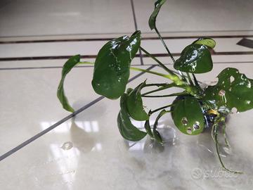 anubias nana