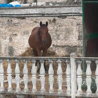 Quarter horses 5 anni castrone domato buona geneal