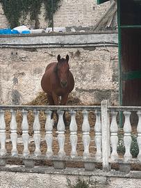 Quarter horses 5 anni castrone domato buona geneal