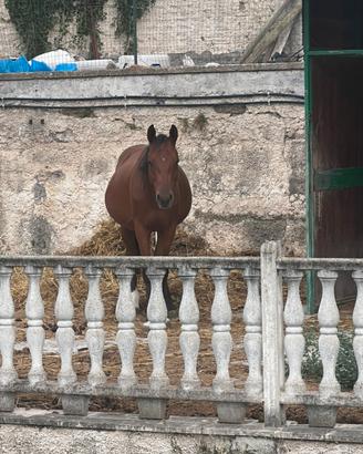 Quarter horses 5 anni castrone domato buona geneal