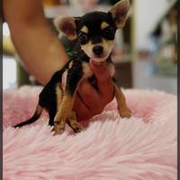 Cucciolo di chihuahua
