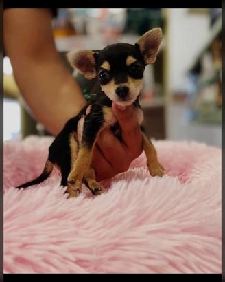 Cucciolo di chihuahua